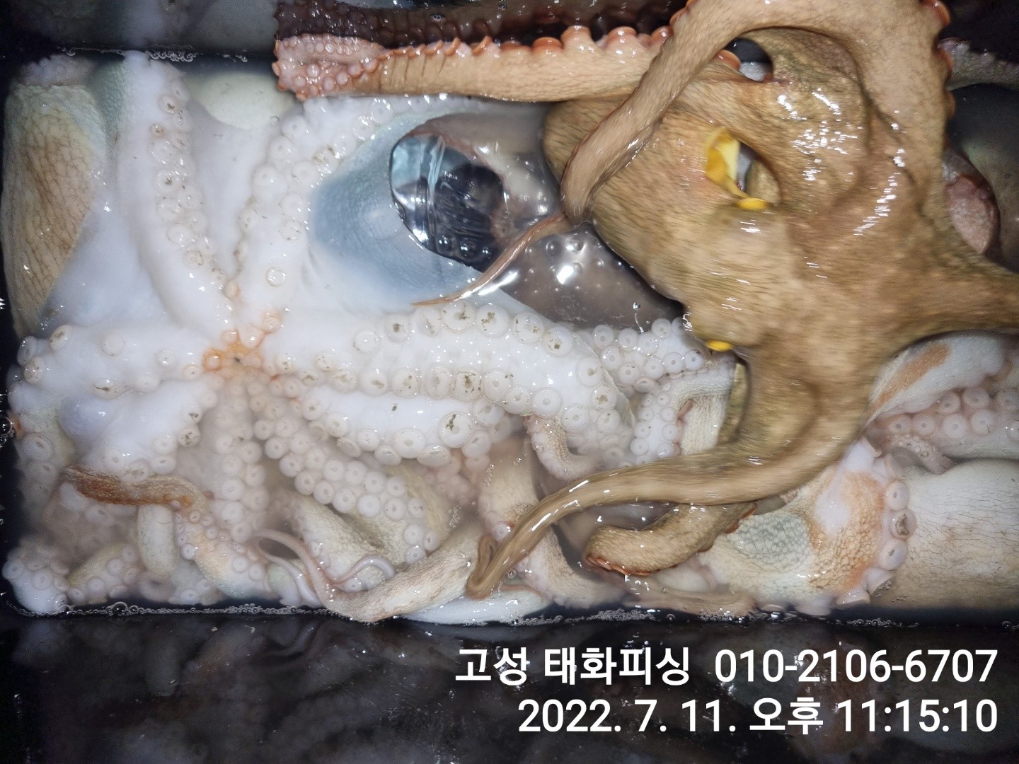 o_1g7ogpf03khirihvhn4kg1jfmq.jpg